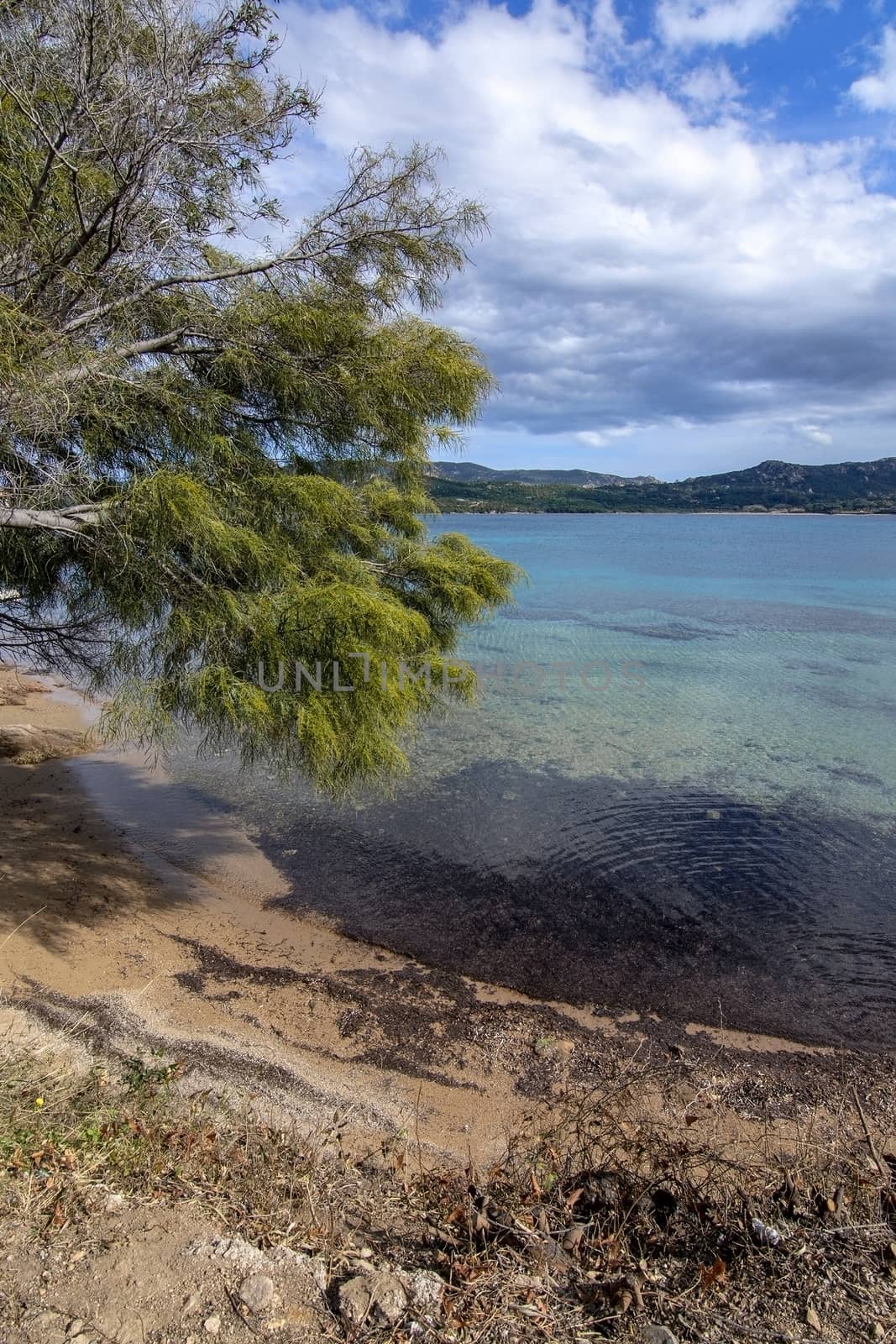 Landscape with tree and sandy beach in Sardinia, Italy, on an overcast day in March.