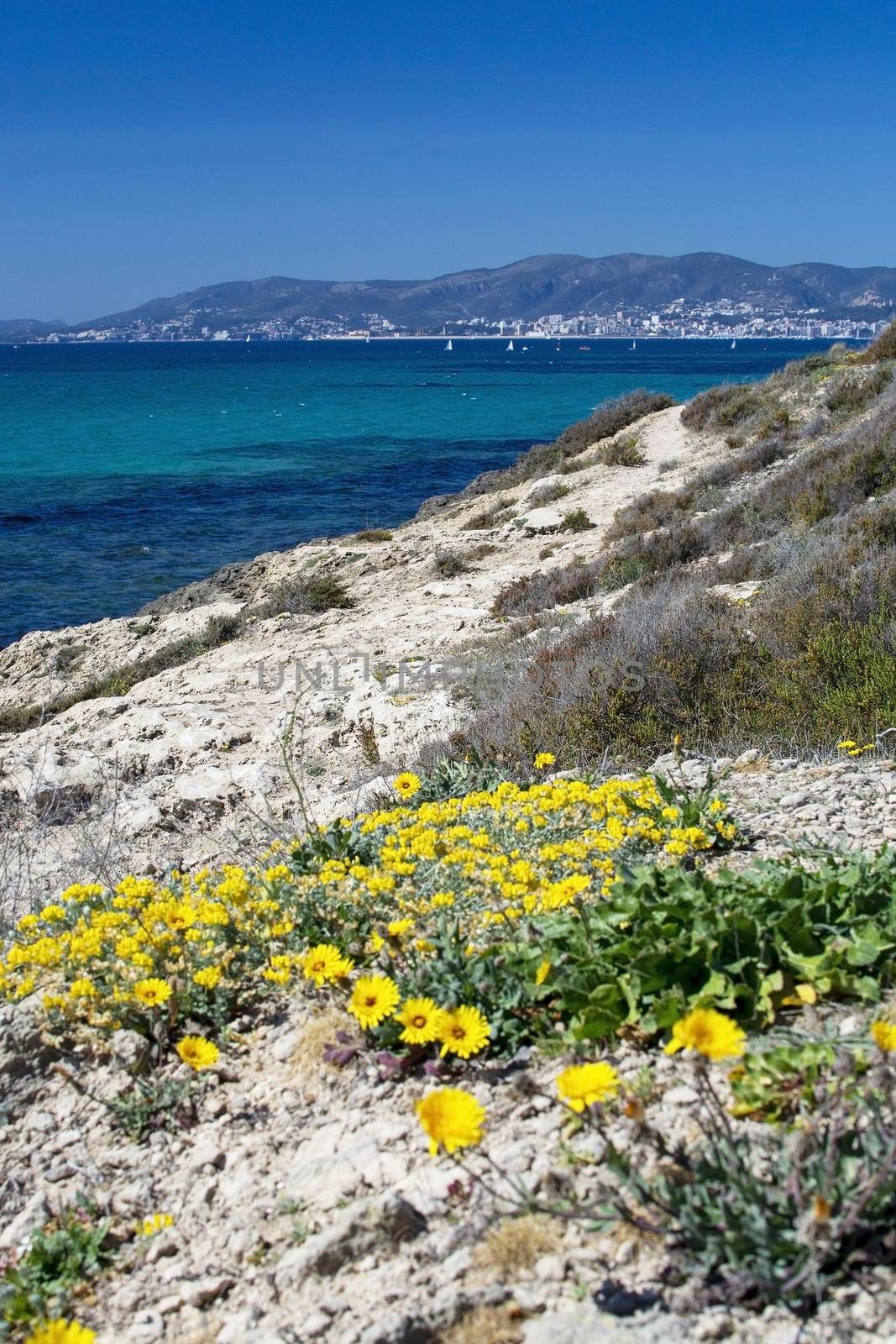 Yellow wildflowers, Sea Daisy or Sea Aster, Mediterranean Beach Daisy, Gold Coin Asteriscus maritimus or Asteriscus aquaticus, blossoming against blue turquoise Palma bay on a sunny day in March, Mallorca, Spain.