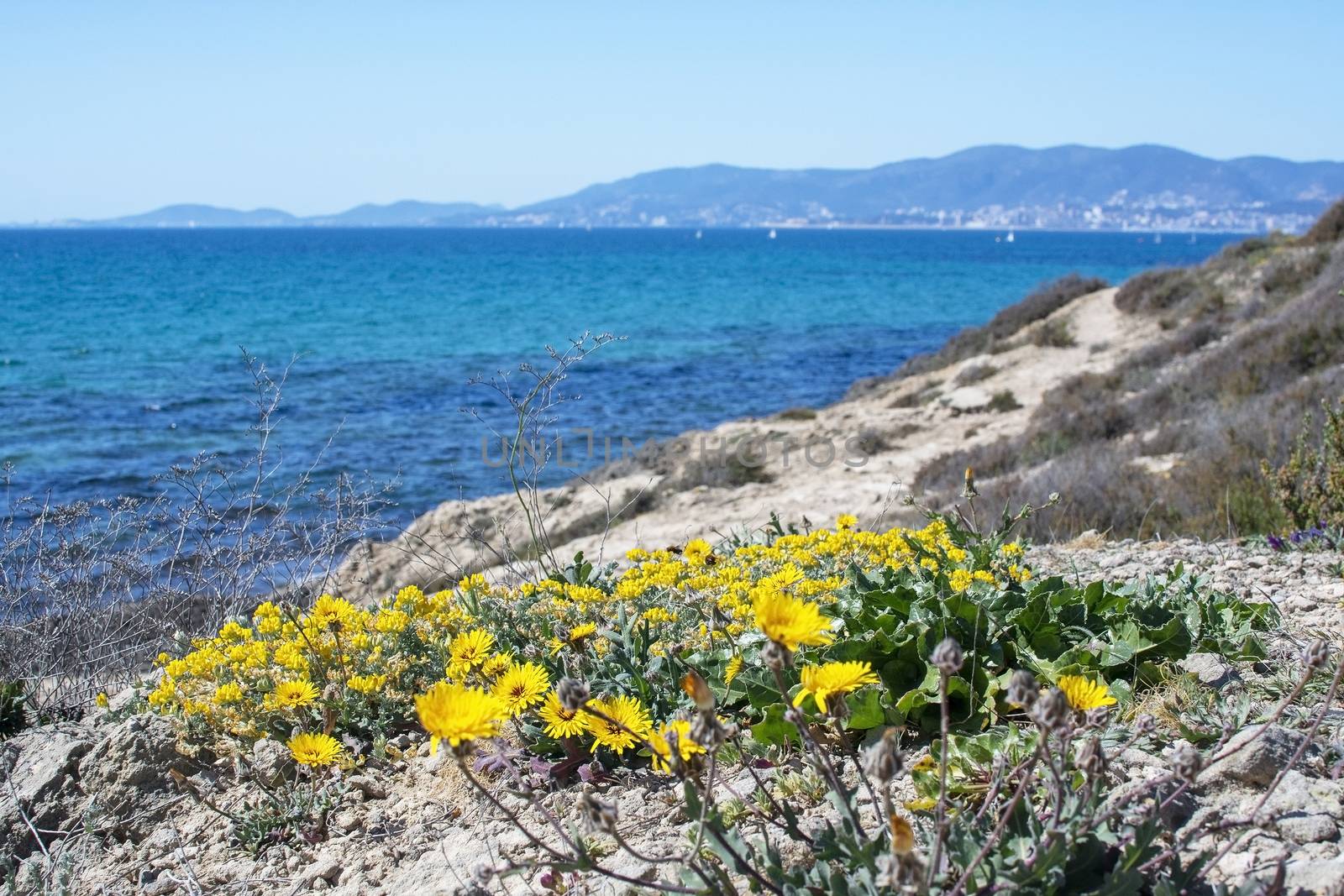 Yellow wildflowers, Sea Daisy or Sea Aster, Mediterranean Beach Daisy, Gold Coin Asteriscus maritimus or Asteriscus aquaticus, blossoming against blue turquoise Palma bay on a sunny day in March, Mallorca, Spain.