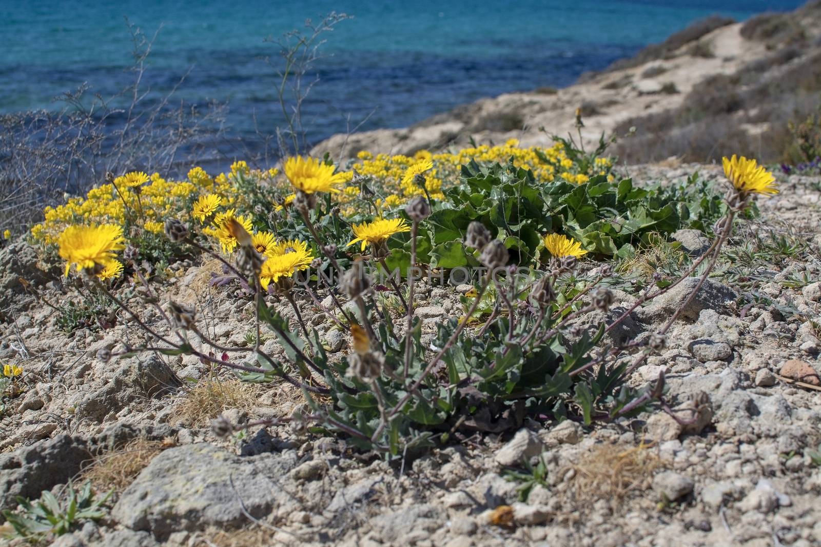 Yellow wildflowers blossom against blue ocean Mallorca by ArtesiaWells