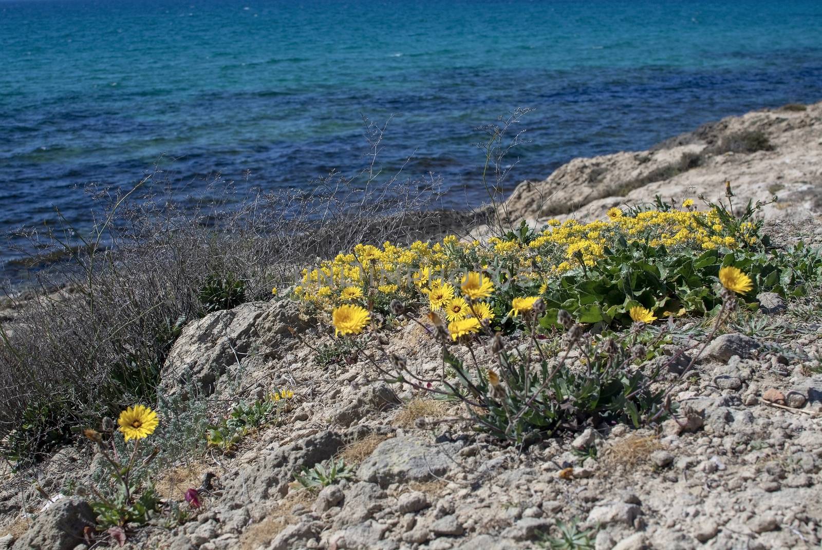 Yellow wildflowers blossom against blue ocean Mallorca by ArtesiaWells