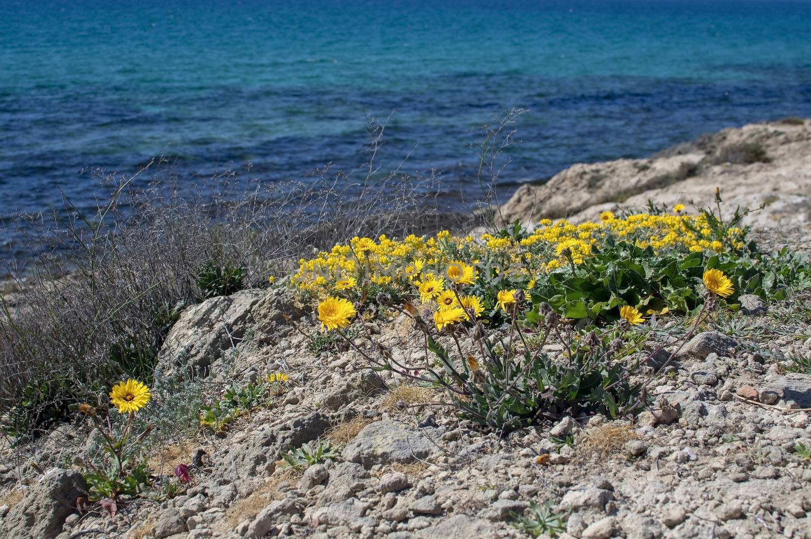 Yellow wildflowers blossom against blue ocean Mallorca by ArtesiaWells