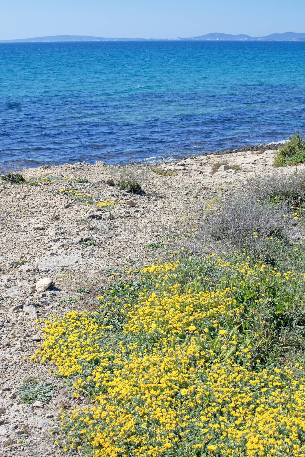 Yellow wildflowers, Sea Daisy or Sea Aster, Mediterranean Beach Daisy, Gold Coin Asteriscus maritimus or Asteriscus aquaticus, blossoming against blue turquoise Palma bay on a sunny day in March, Mallorca, Spain.