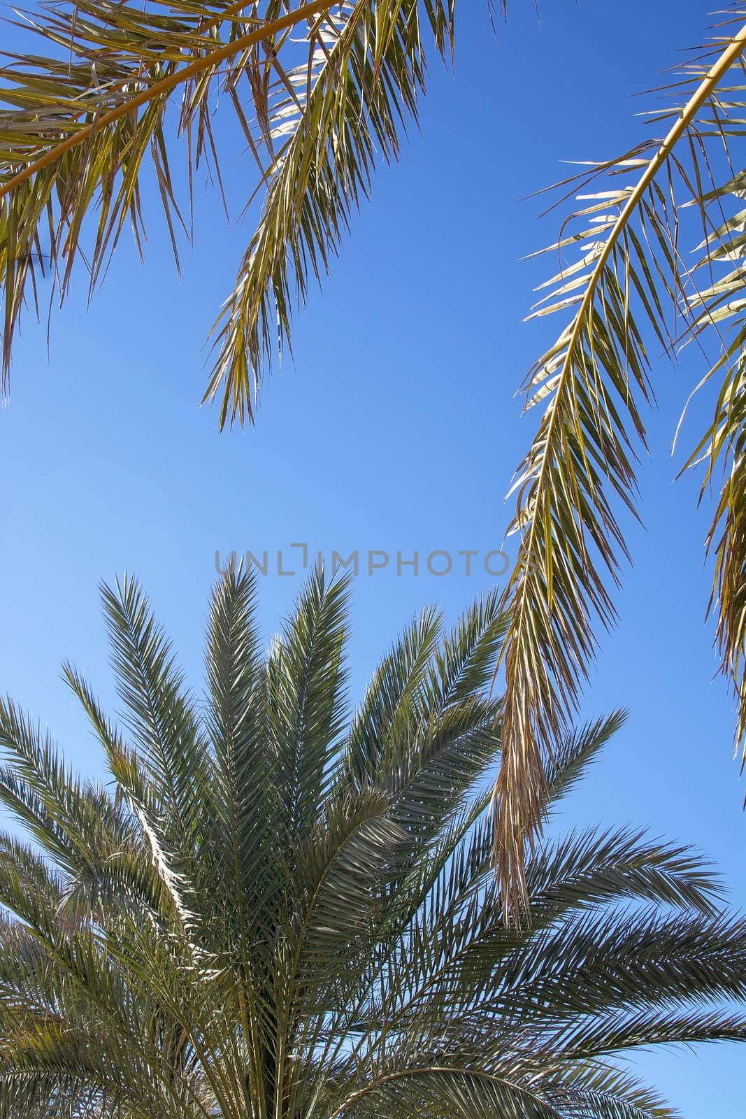 Vertical image of new fresh and yellow old palm tree foliage closeup against blue sky on a sunny spring day in Mallorca, Spain.