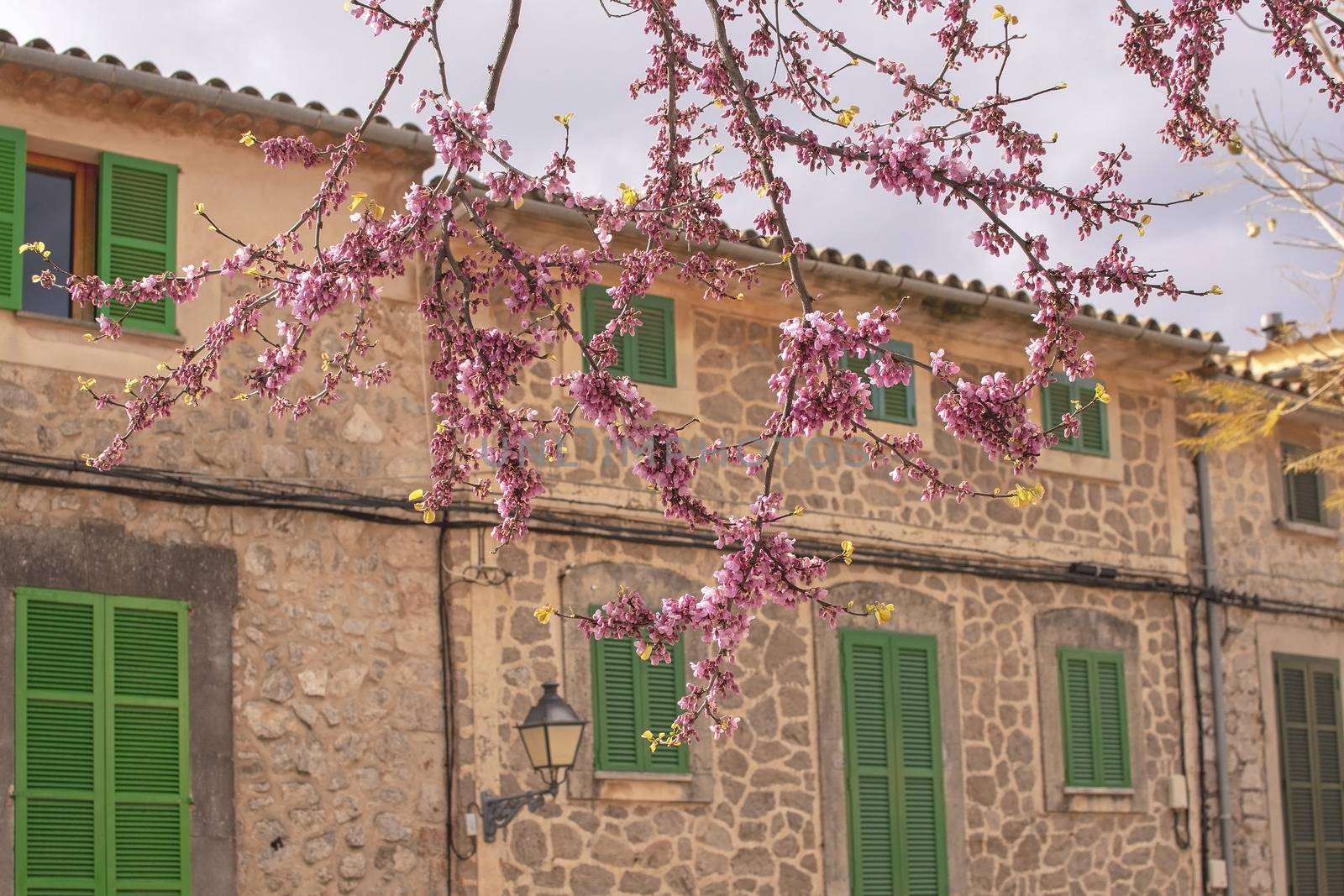 Beautiful blossoming tree in pink against old traditional stone house with green window shutters in Valldemossa, Majorca, Spain.