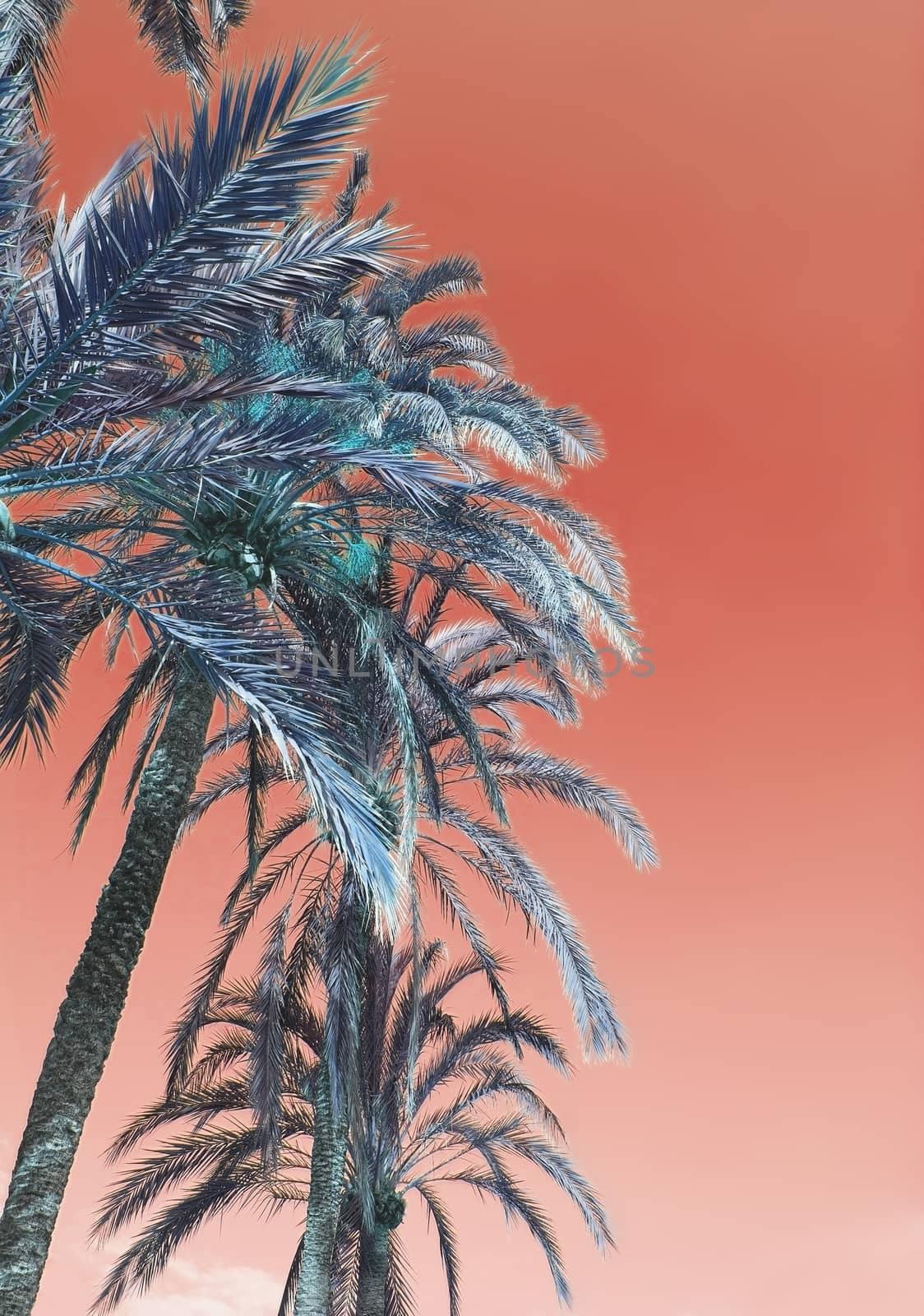 Vertical image of palm tree foliage closeup against Living Coral sky background