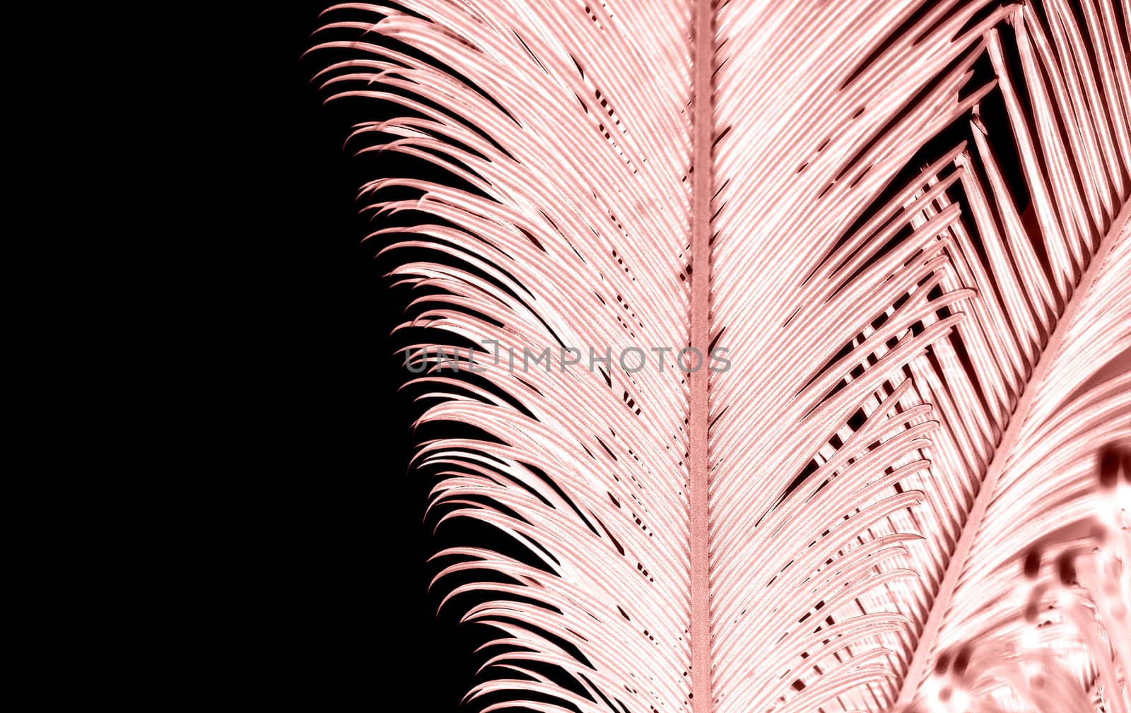 Inverted palm silhouette in color Living Coral isolated on black tropical background