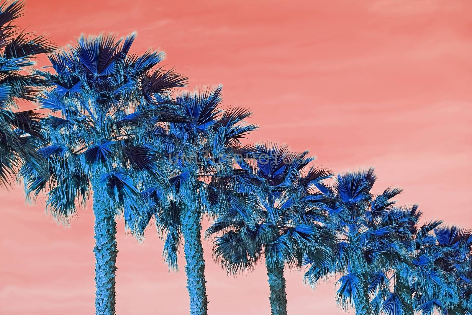 Palm trees on Living Coral sky background by ArtesiaWells