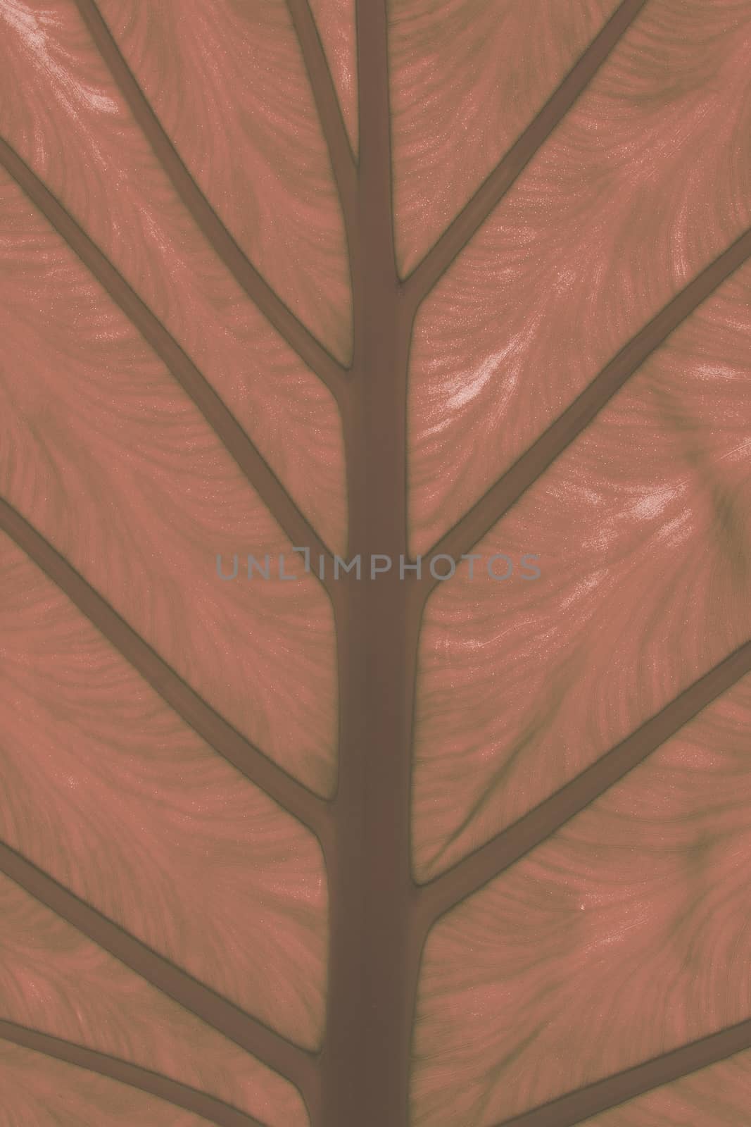 Large leaf with veins, transparency and interesting shadows abstract organic closeup detail background texture in Living Coral color