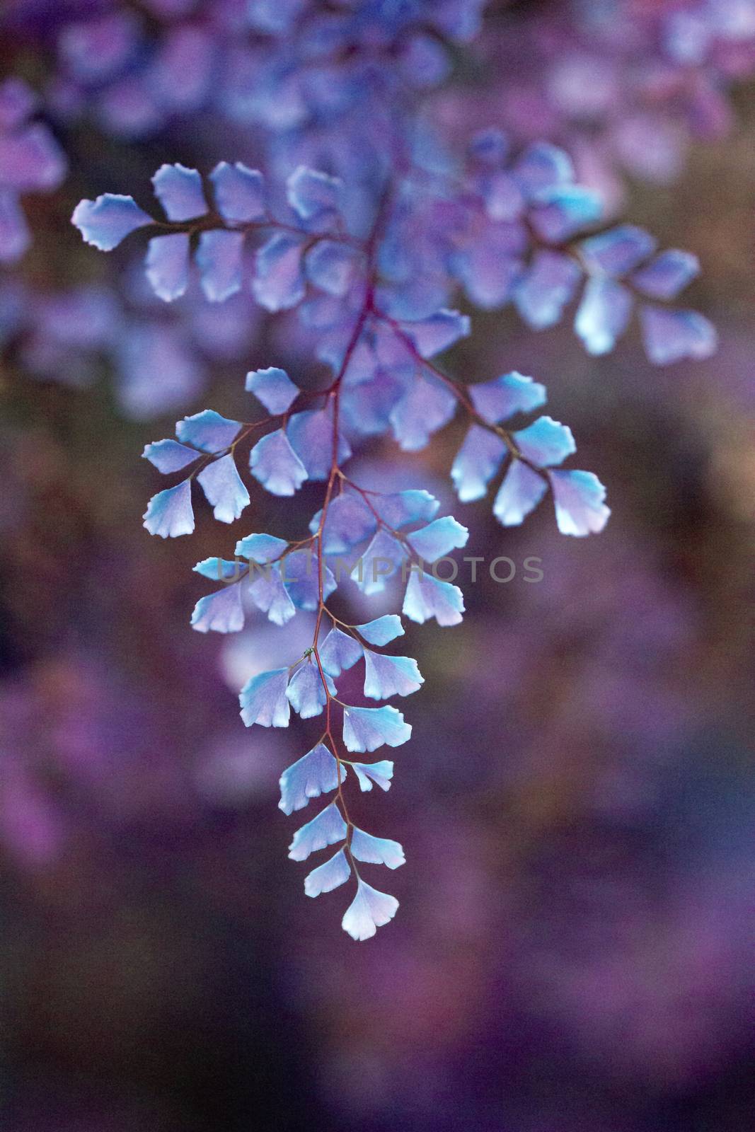 Fantasy purple Gingko biloba leaves macro by ArtesiaWells
