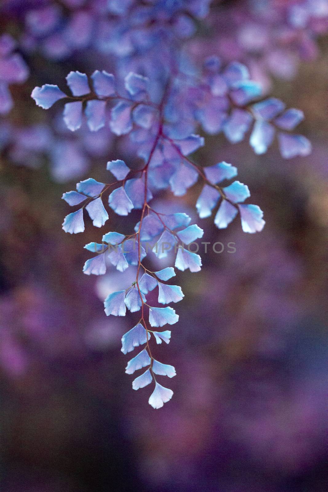 Fantasy purple Gingko biloba leaves macro background texture and bokeh in blue and purple shades