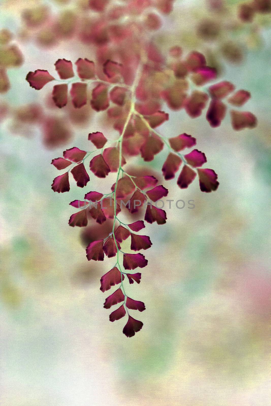 Fantasy red Gingko biloba leaves macro  by ArtesiaWells