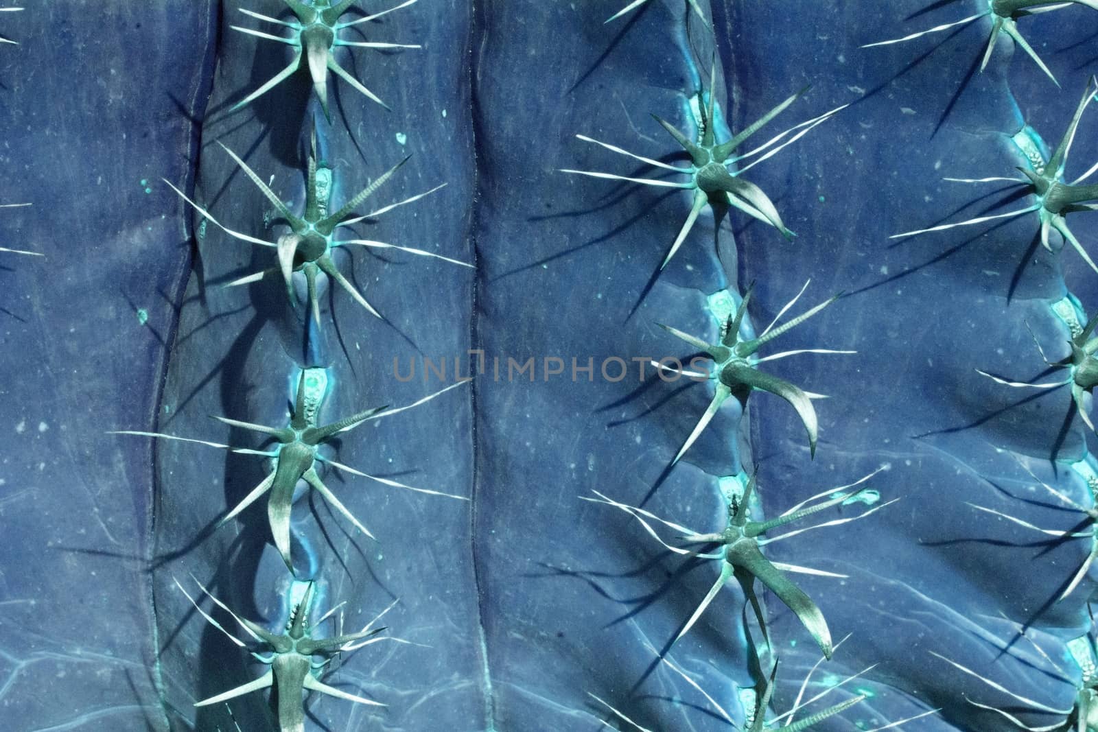 Fantasy color blue cactus plant with thorns closeup 