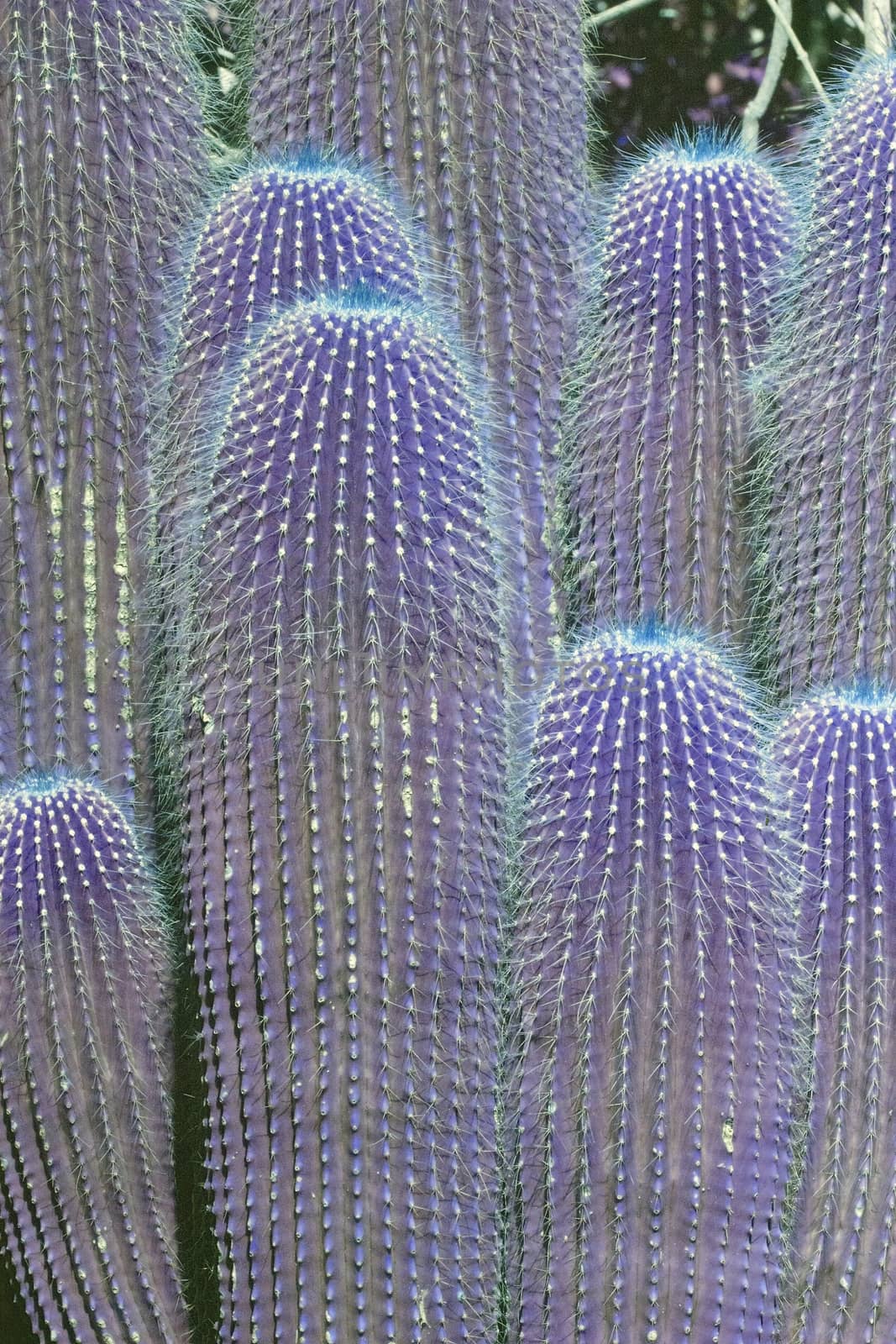 Fantasy color purple cactus plants by ArtesiaWells
