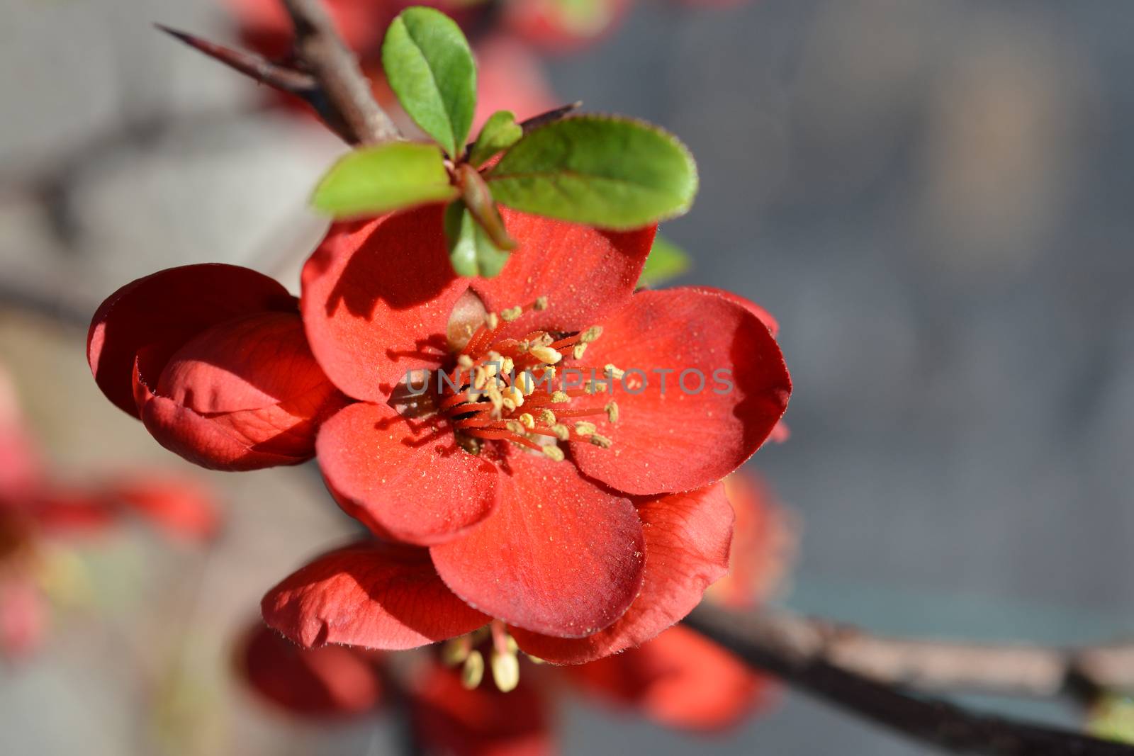 Hollandia Flowering Quince by nahhan