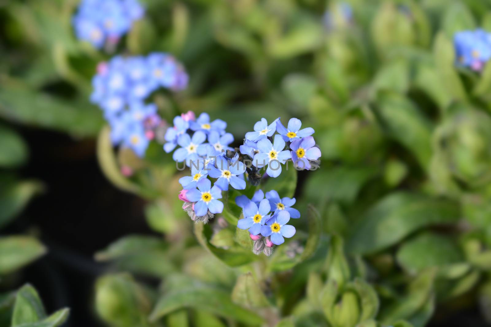 Blue Woodland forget-me-not - Latin name - Mysotis sylvatica