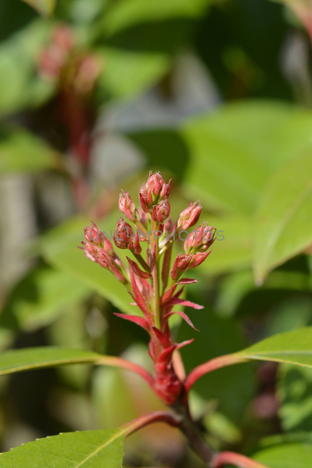 Photinia Red Robin - Latin name - Photinia serratifolia Red Robin (Photinia serrulata Red Robin)