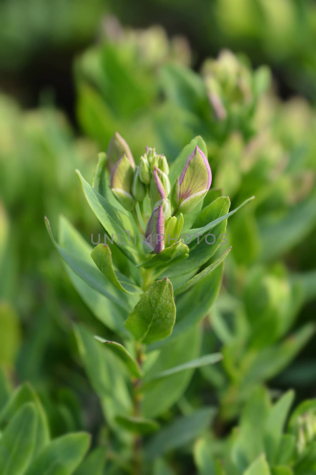 Myrtle-leaf milkwort - Latin name - Polygala myrtifolia