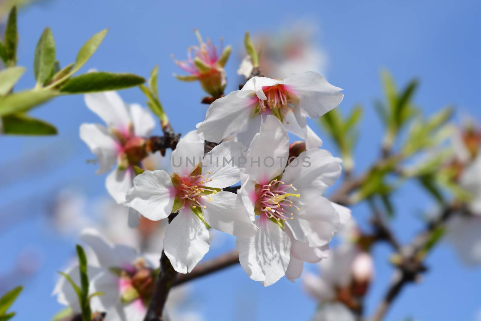 Almond flower - Latin name - Prunus dulcis (syn. Prunus amygdalus)