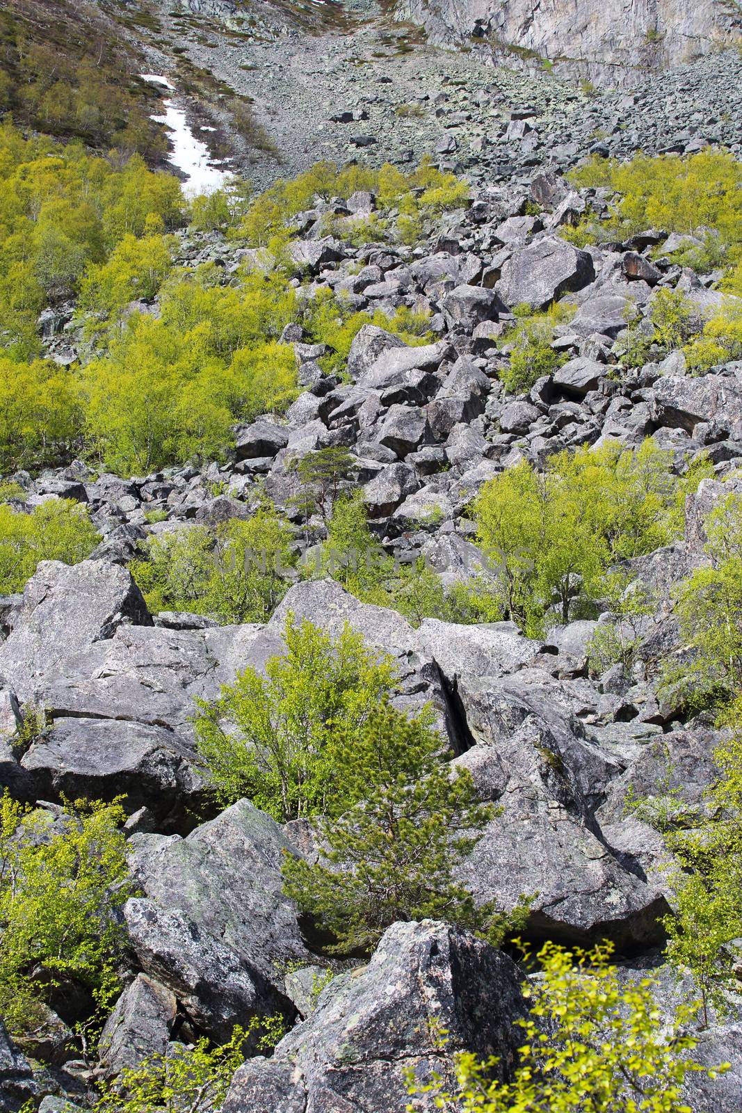 Spring mountains covered with light green forest at sunny day, Hardangervida, Norway