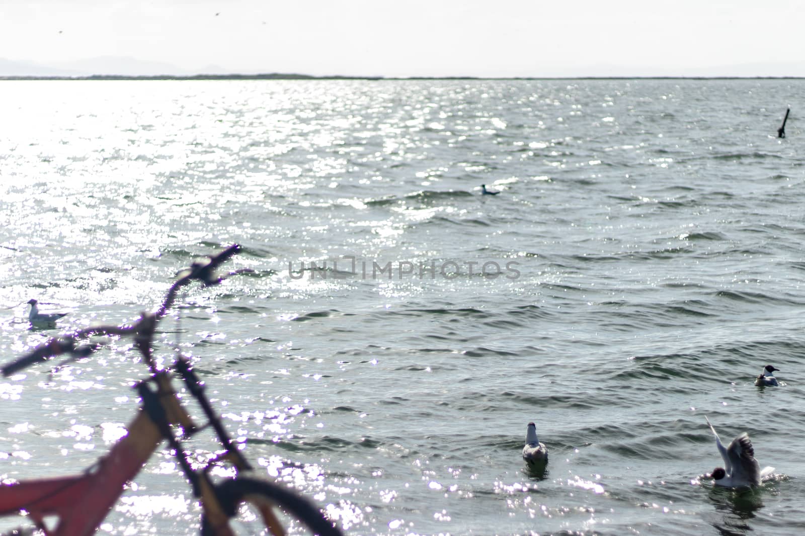 landscape shoot at early sunset with little birds and bicycle - bright colors