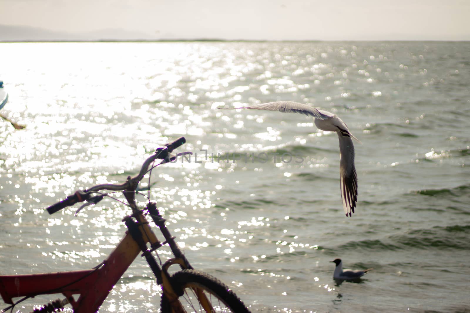 landscape shoot at early sunset with little birds and bicycle. photo has taken at izmir/turkey.