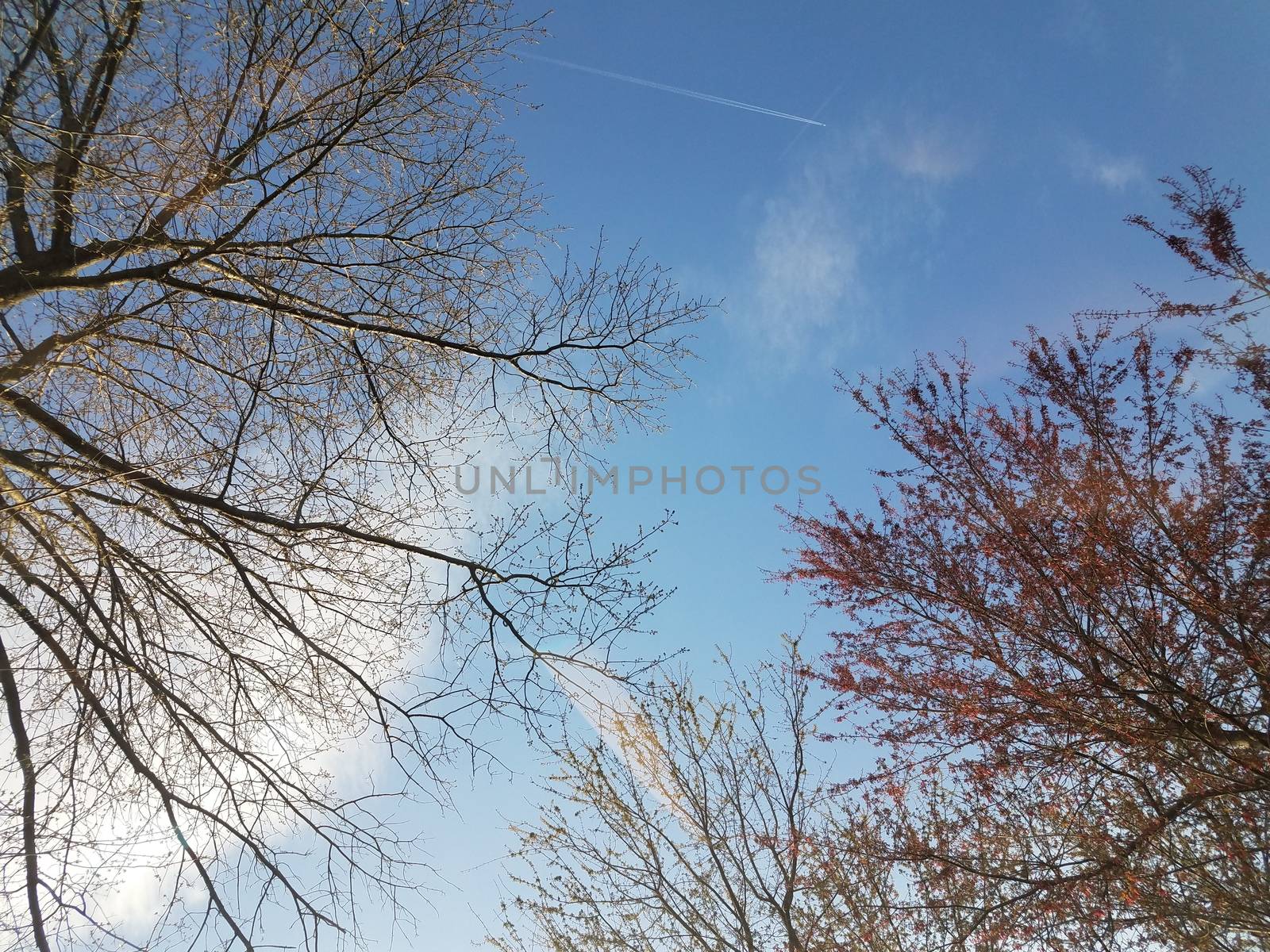 trees, clouds, and blue sky with plane or airplane and contrail