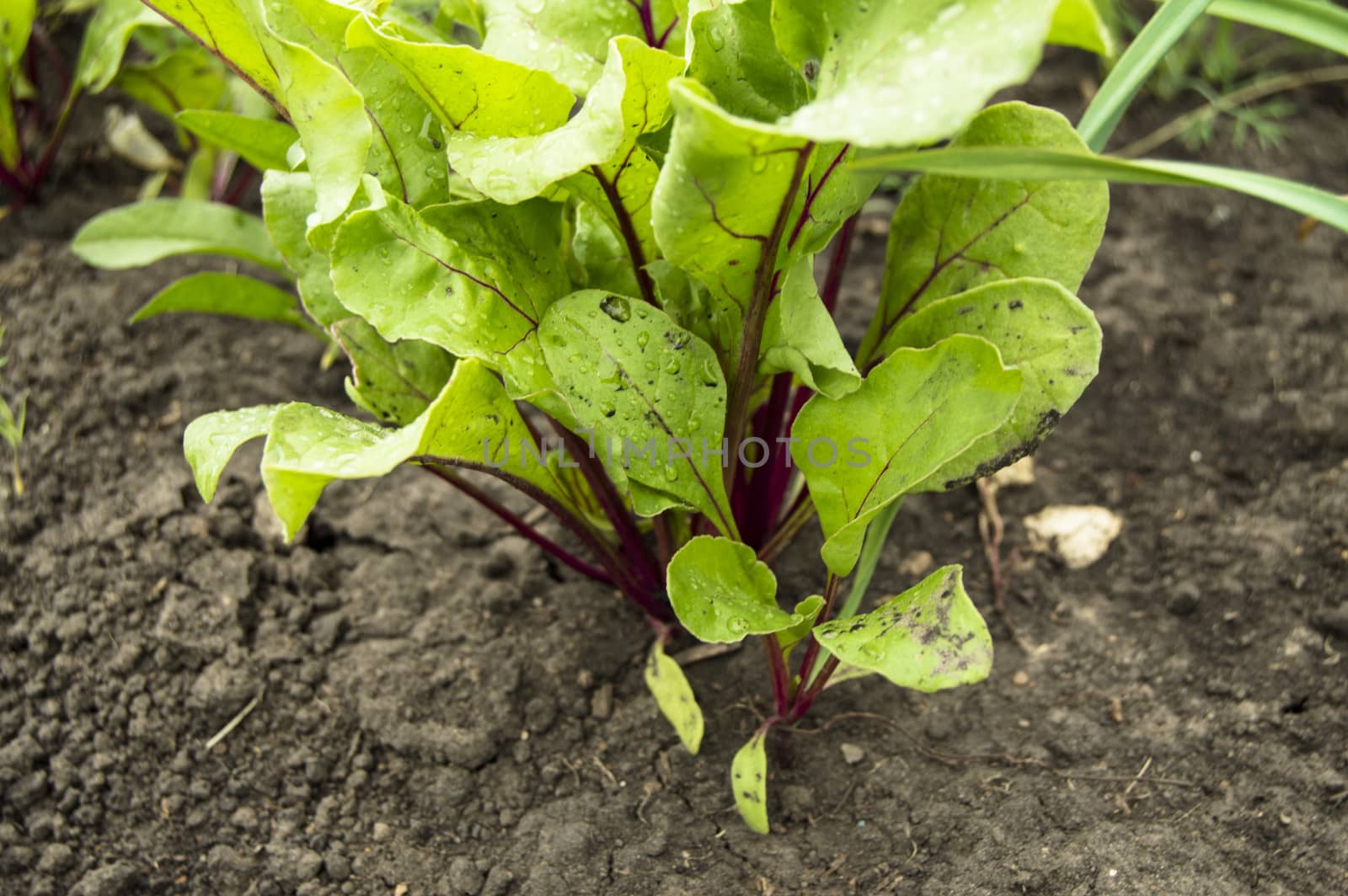 Beet grows in the garden, young beet leaves in drops of water after watering, the concept of growing organic products.