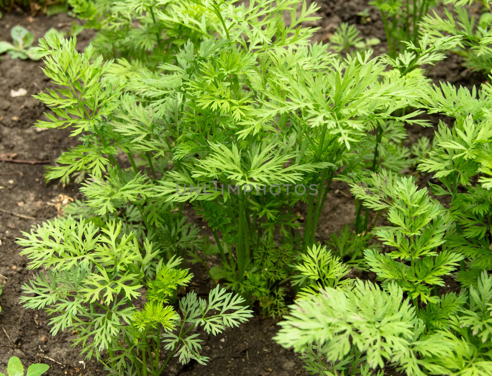 Young carrot tops, growing vegetables in the open ground on fertile soil, the concept of agriculture and farms.