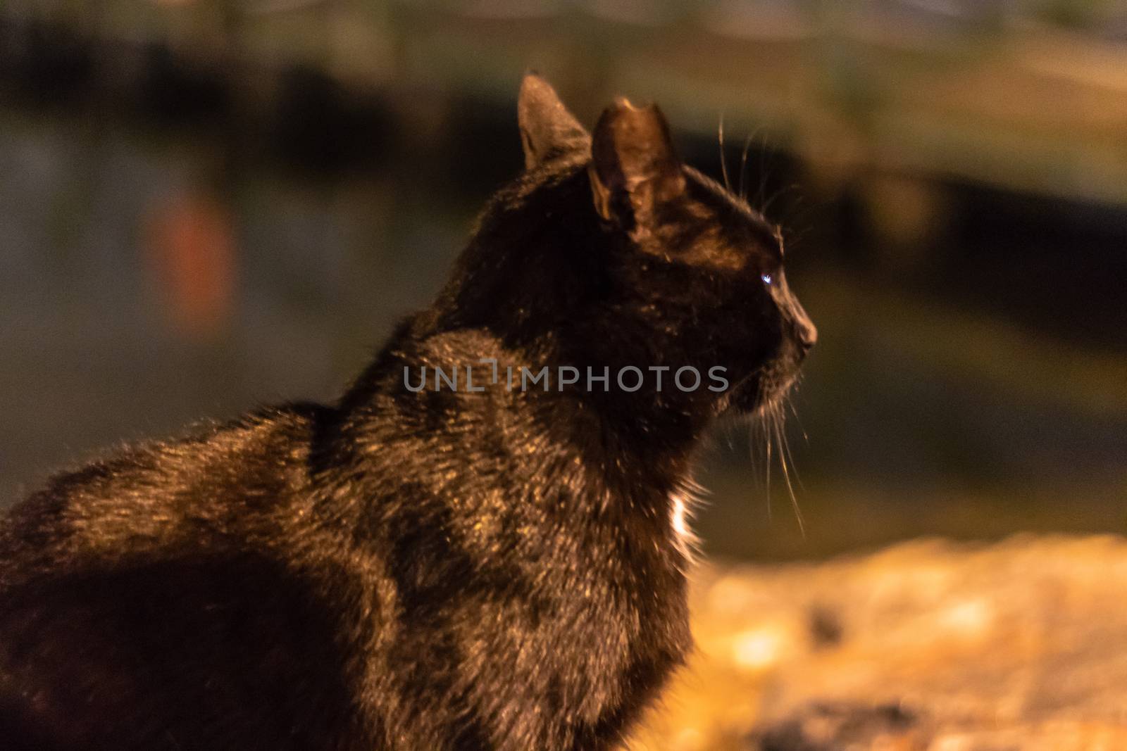 a black cute cat looking far away at coast. a orange colored night shoot.