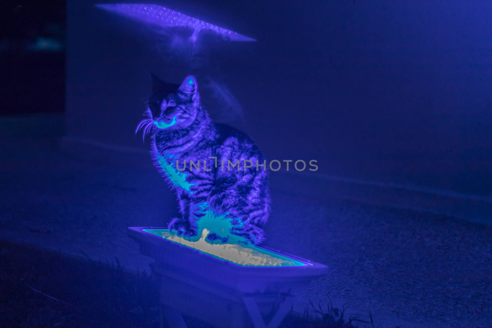a cat sitting on blue neon light - highlights off by Swonie