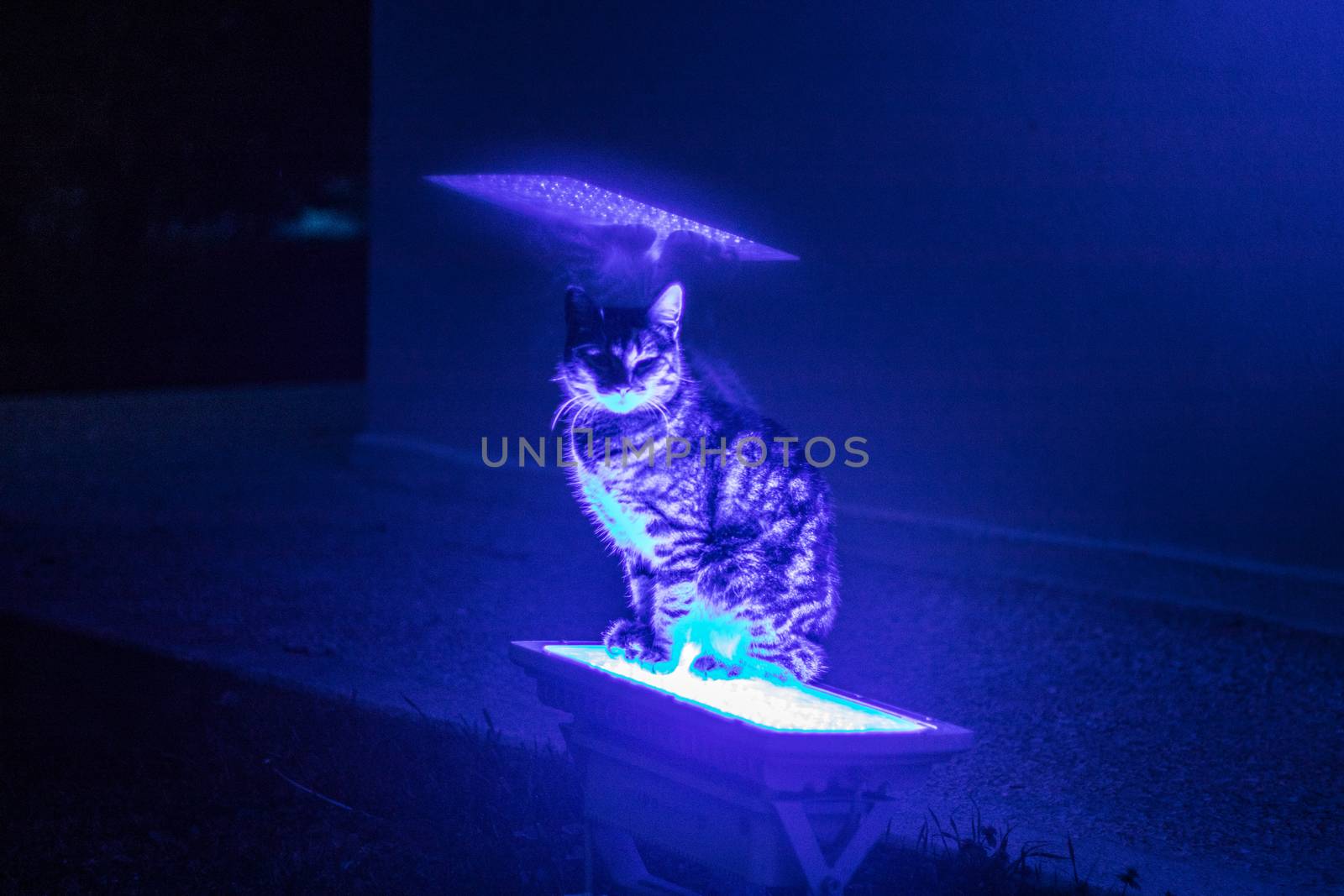 a cute cat sitting on blue neon lights. cat got angry eyes.