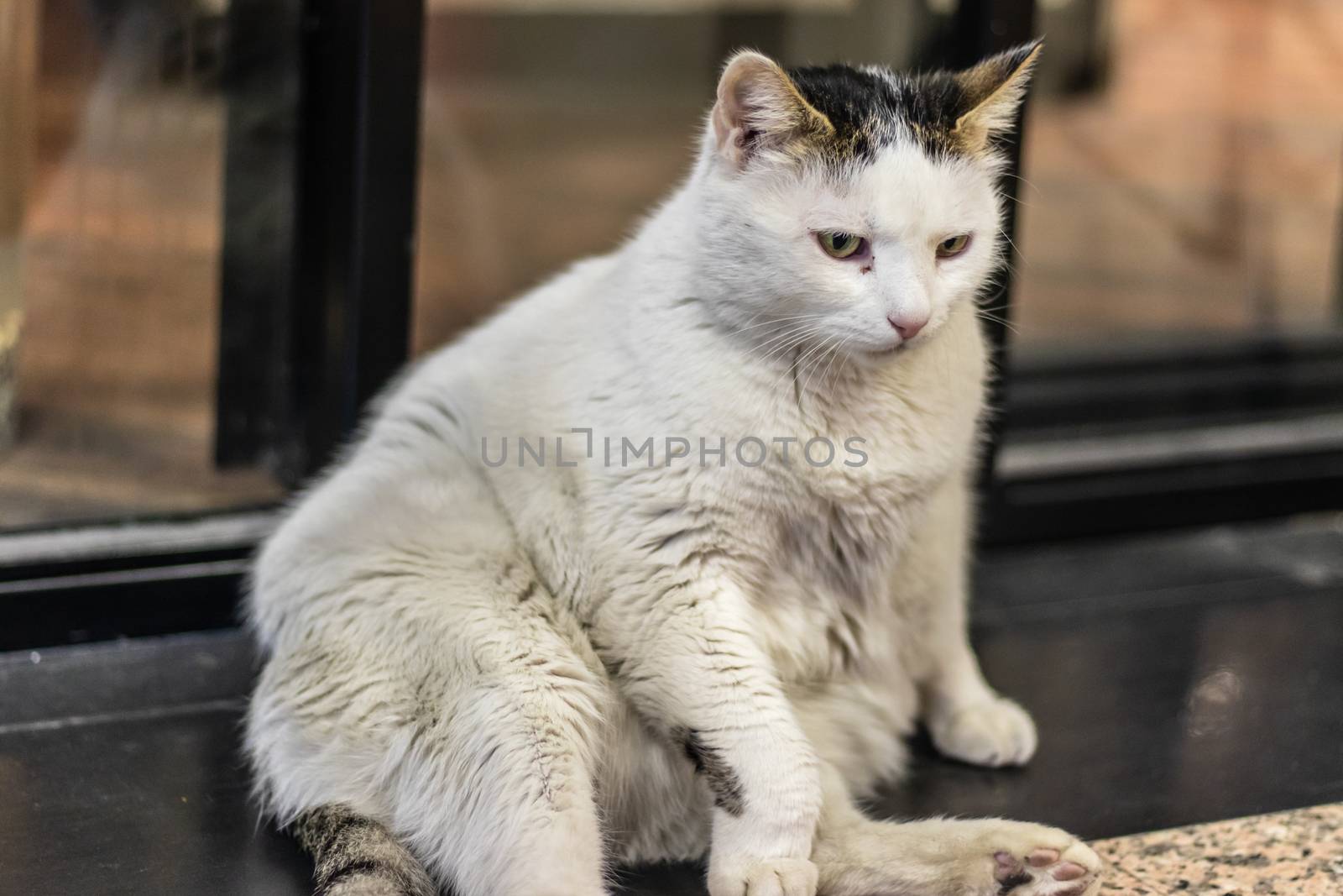 a little white fat cat chilling around by Swonie