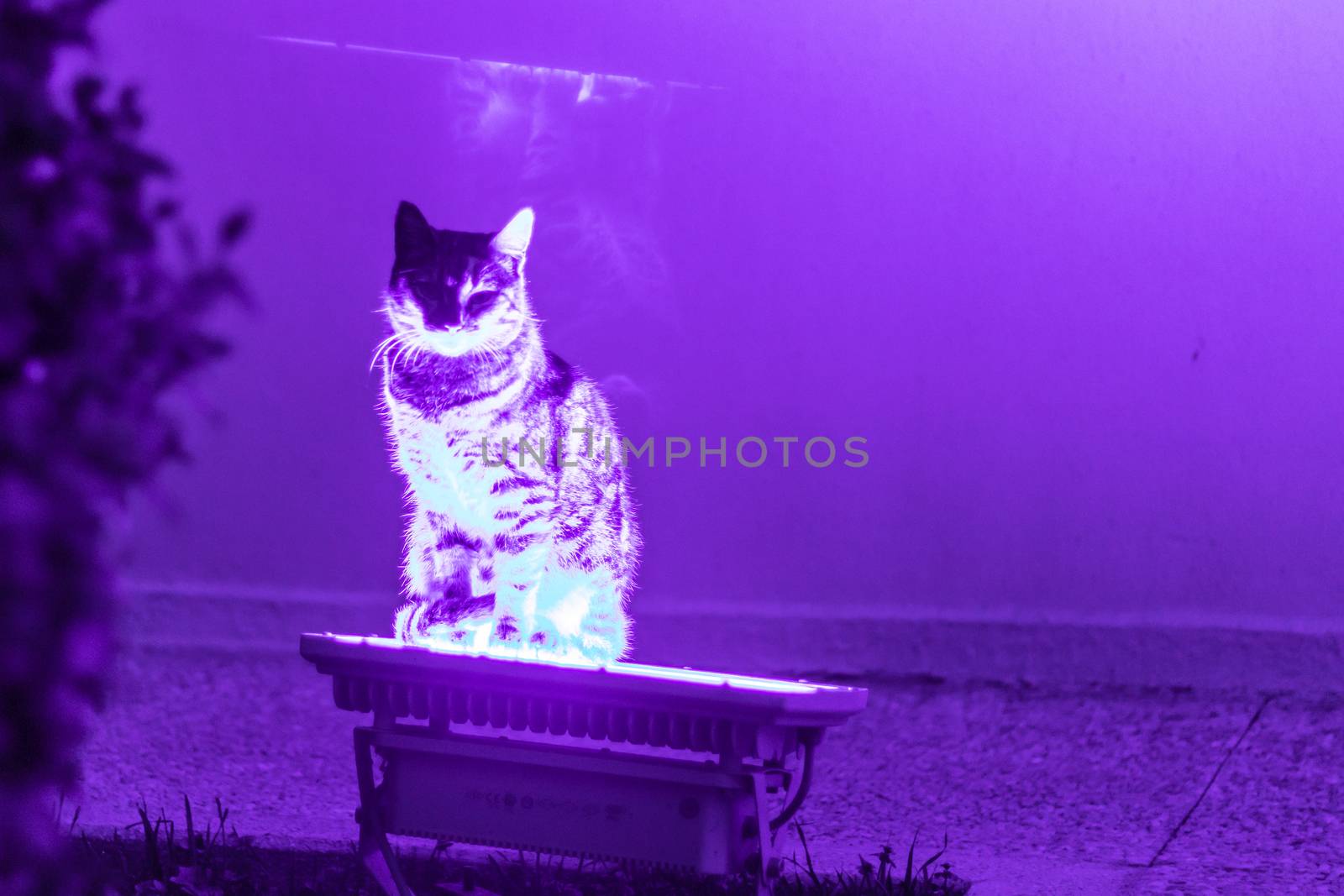 an interesting cat staying on purple neon light. edited to purple original is blue.