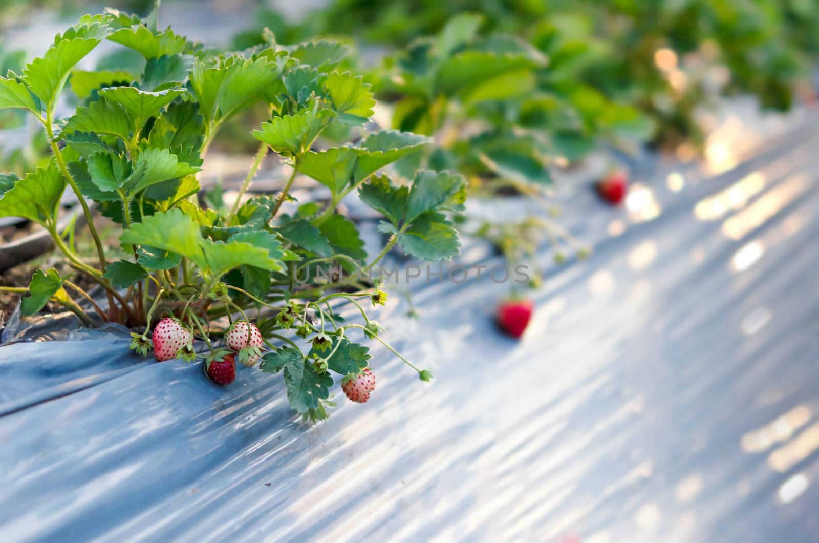 fresh Strawberry plants already ripe to harvest