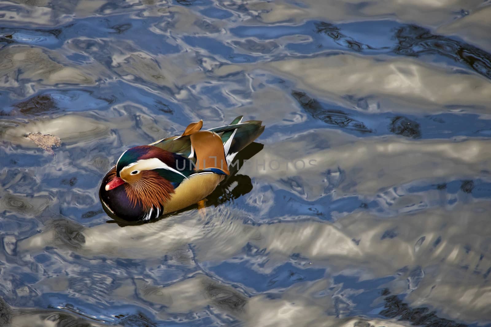 Colored duck, Duck floating on the water