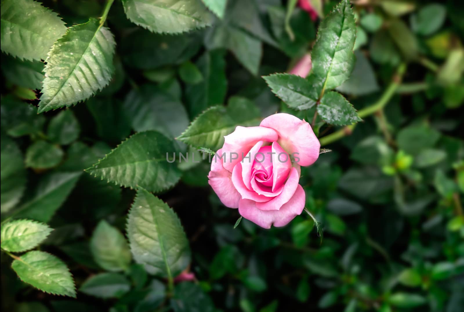 Pink rose flower by rakratchada