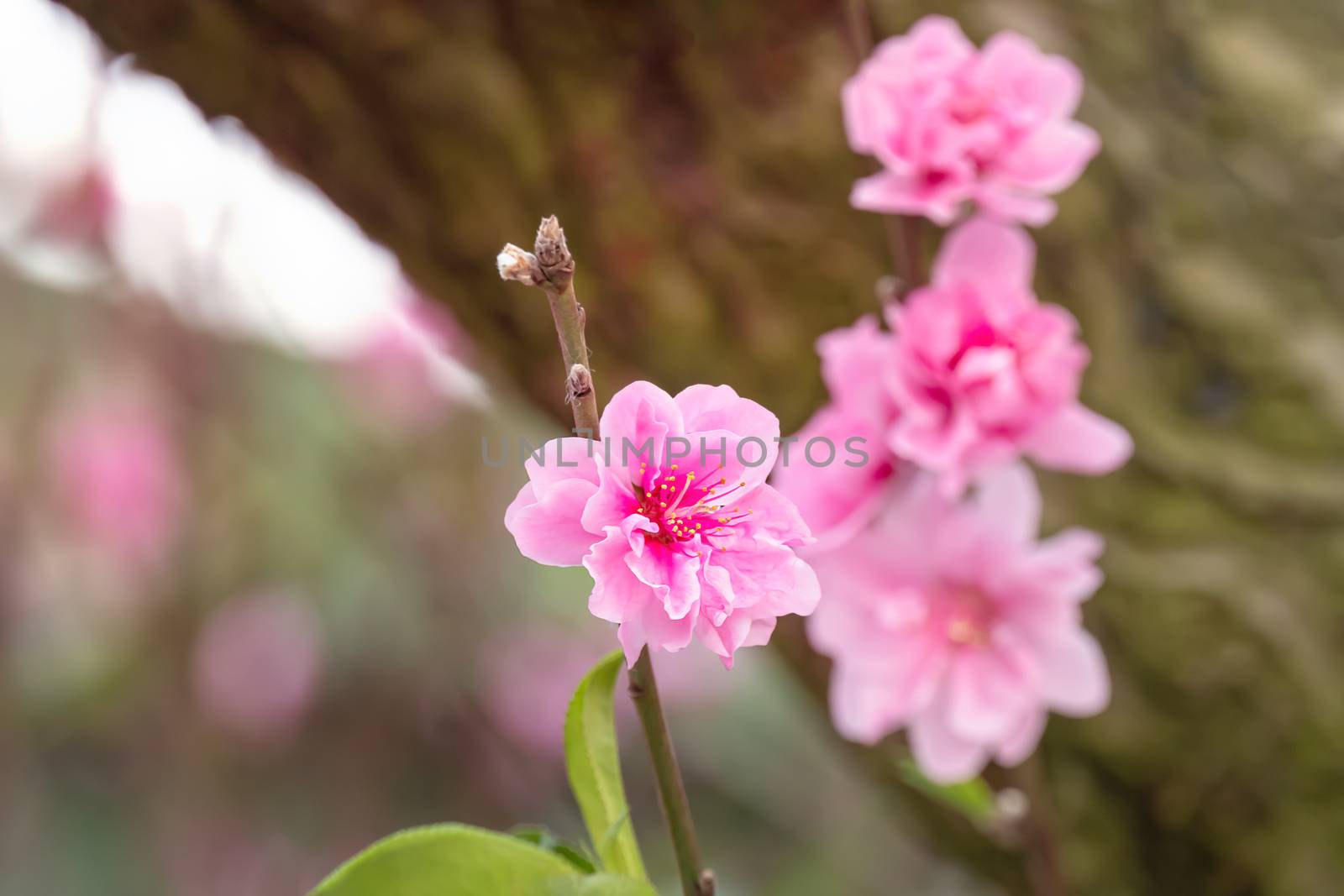 Close up of beautiful pink chinese plum blossom  flower in  
 garden