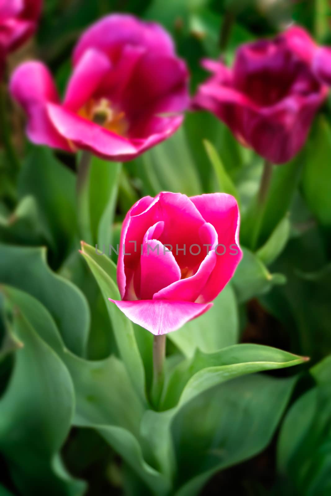 Beautiful pink tulips flower with green leaves grown in garden