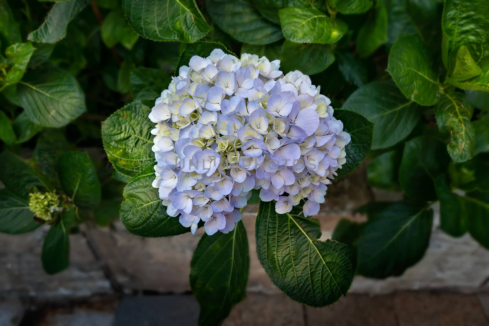 Close up of beautiful blue hydrangea or hortensia flower blooming in spring garden