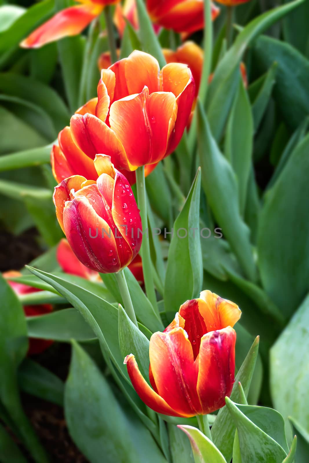 Beautiful orange tulips flower with green leaves grown in garden