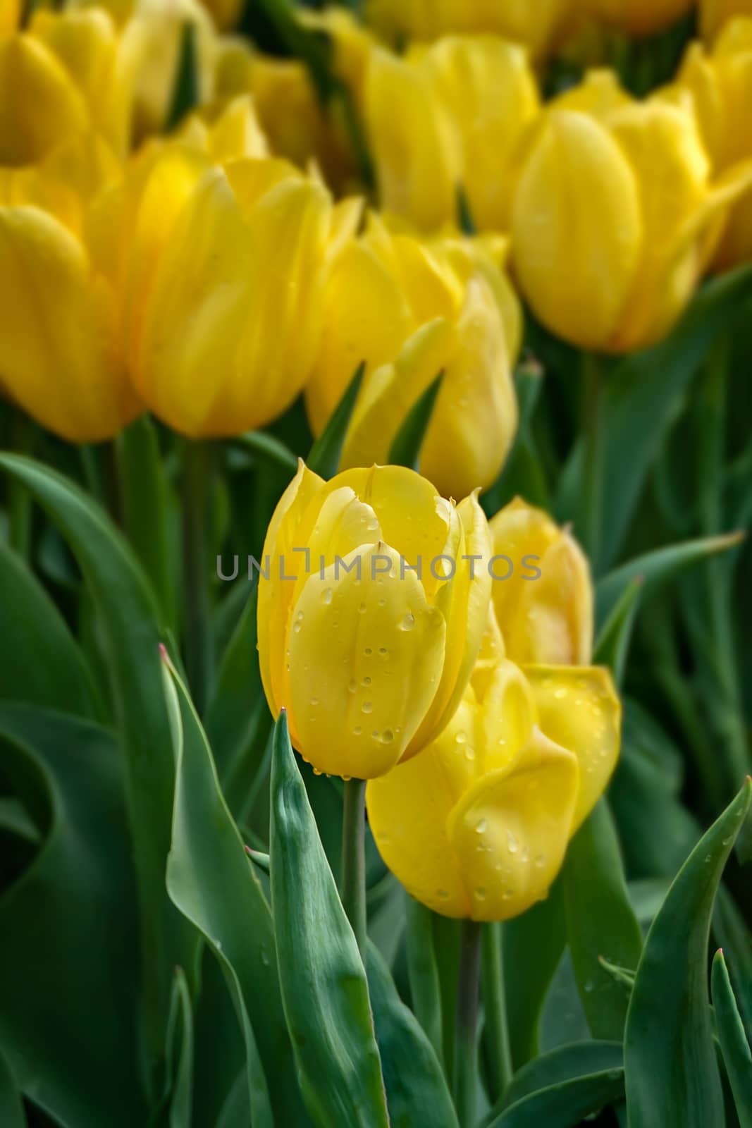 Beautiful yellow tulips flower with green leaves grown in garden