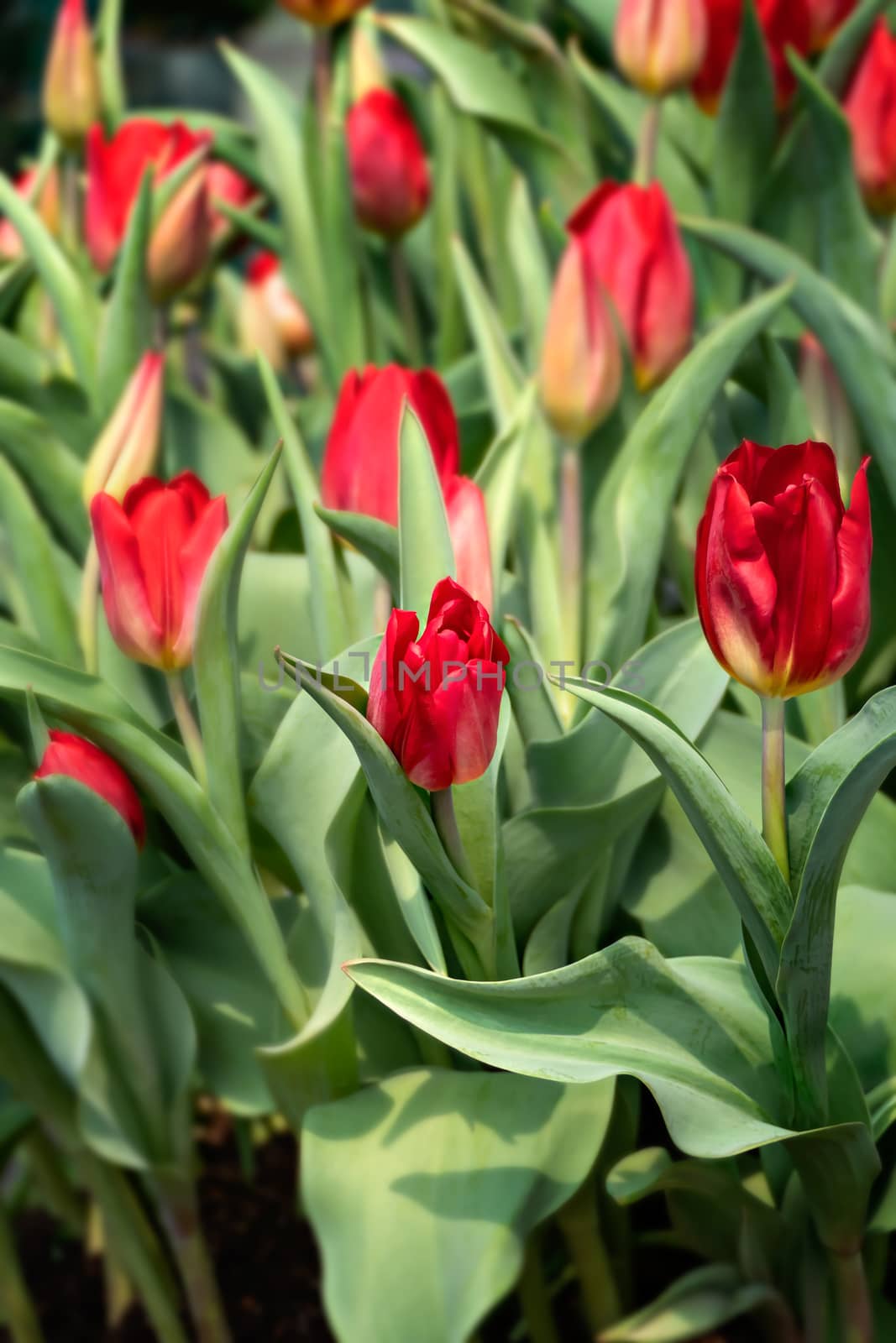 Beautiful red tulips flower with green leaves grown in garden