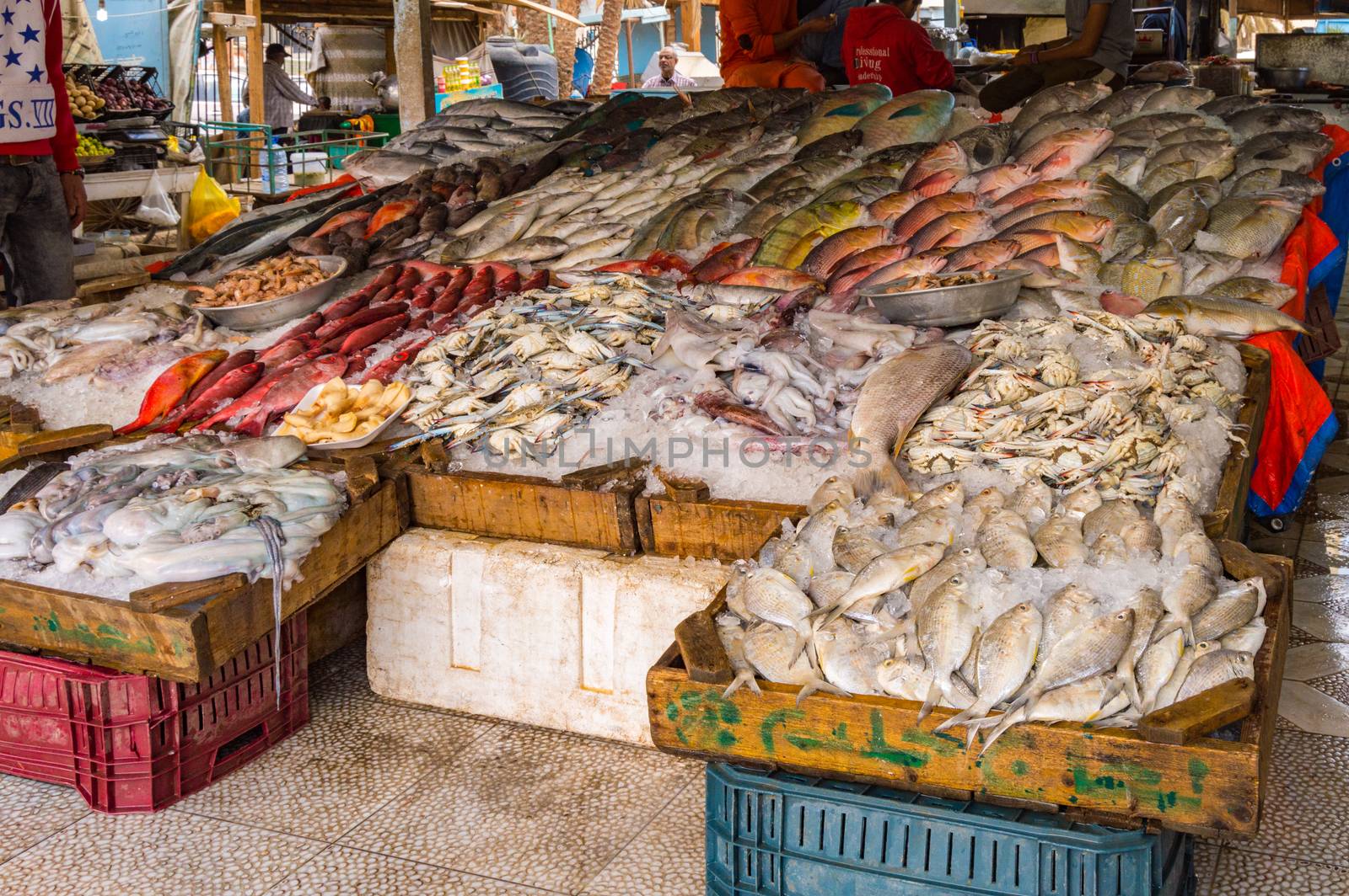 Display of different fishes fishing in the Red Sea on the walk of the old marina of the city of Hurghada in Egypt