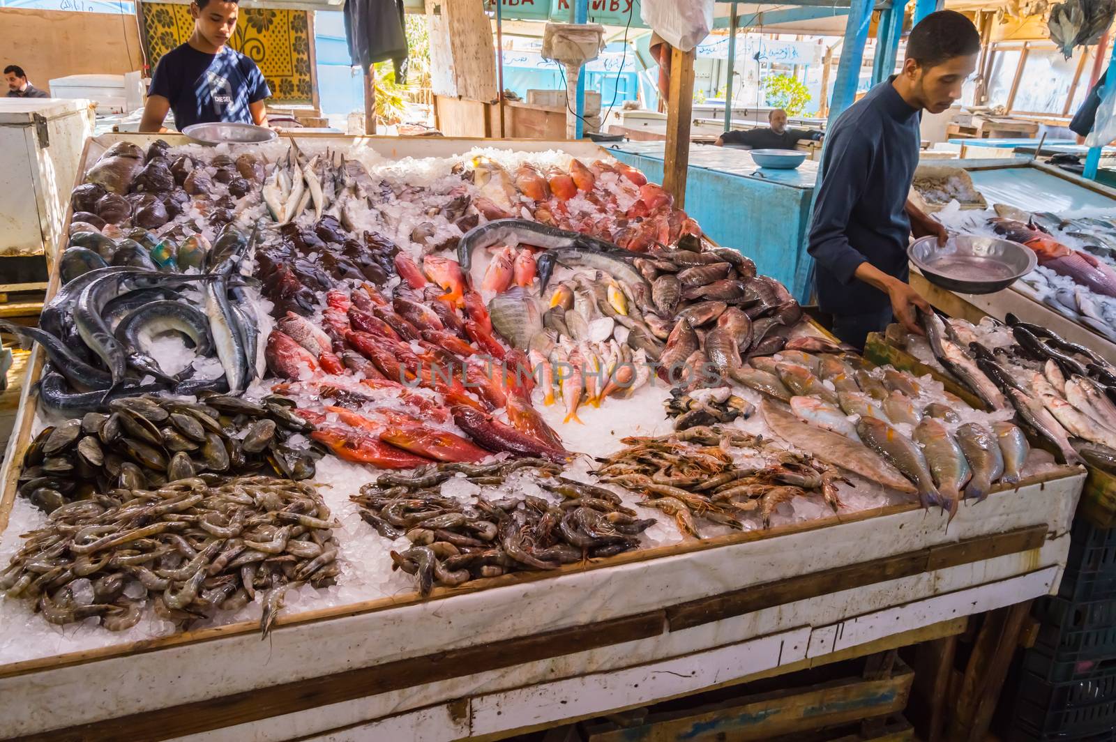 Display of different fishes fishing in the Red Sea on the walk of the old marina of the city of Hurghada in Egypt