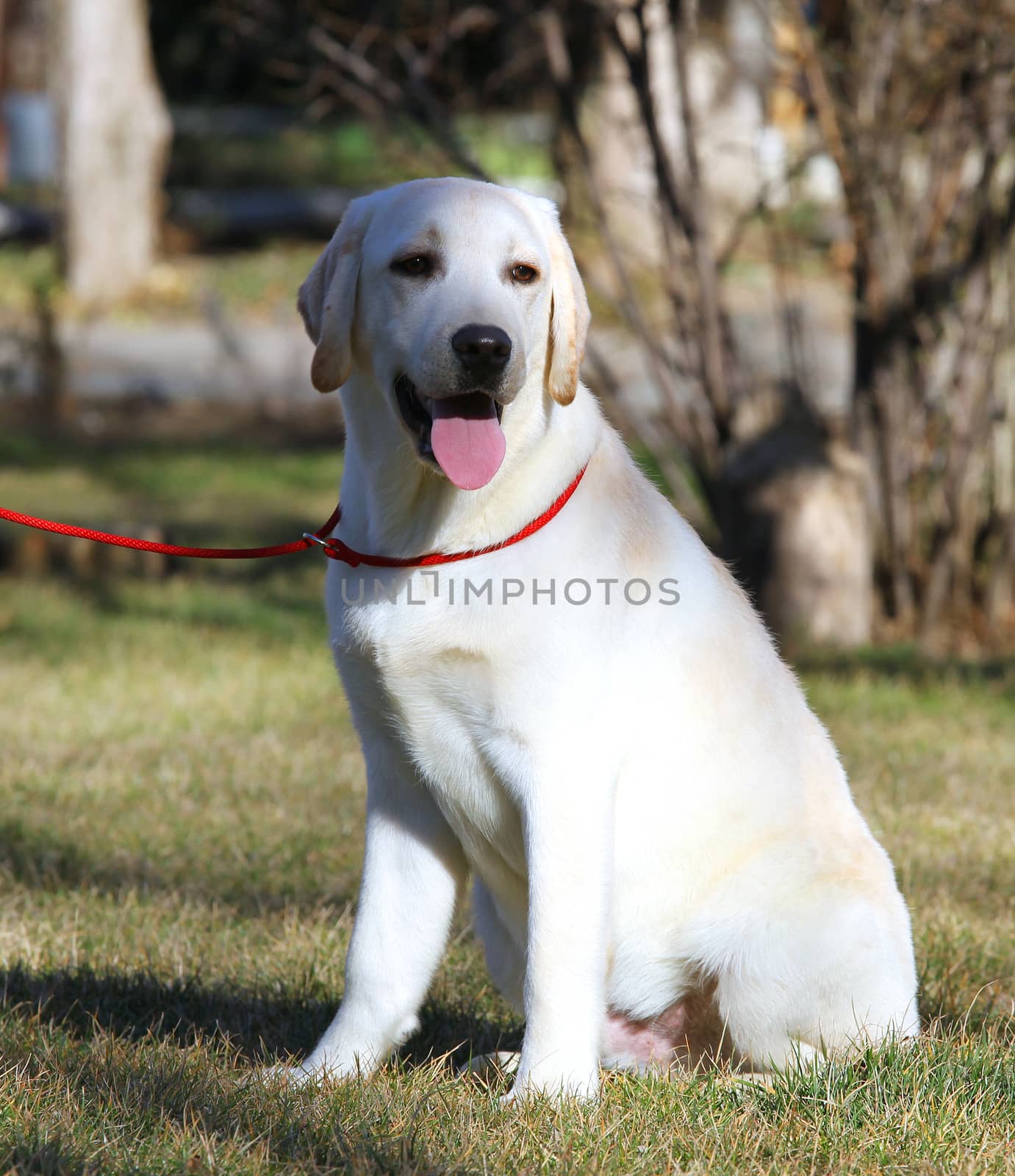 the yellow labrador sitting in the park