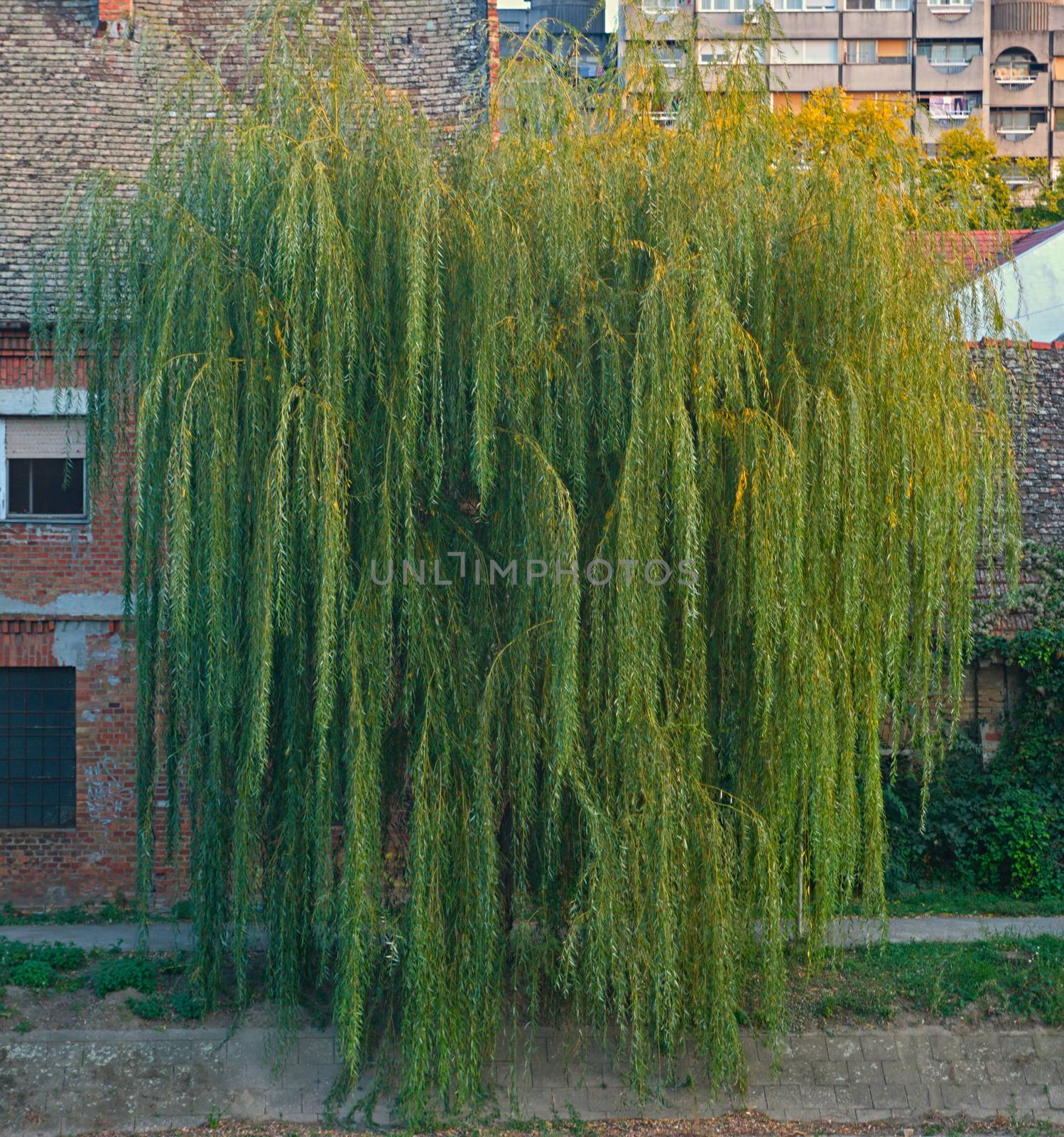 Large Willow tree in front of a house