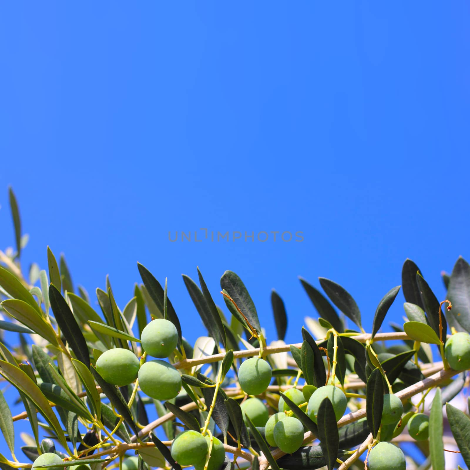 Olives on a branch . Close up of green olives on a tree in garden over blue sky background