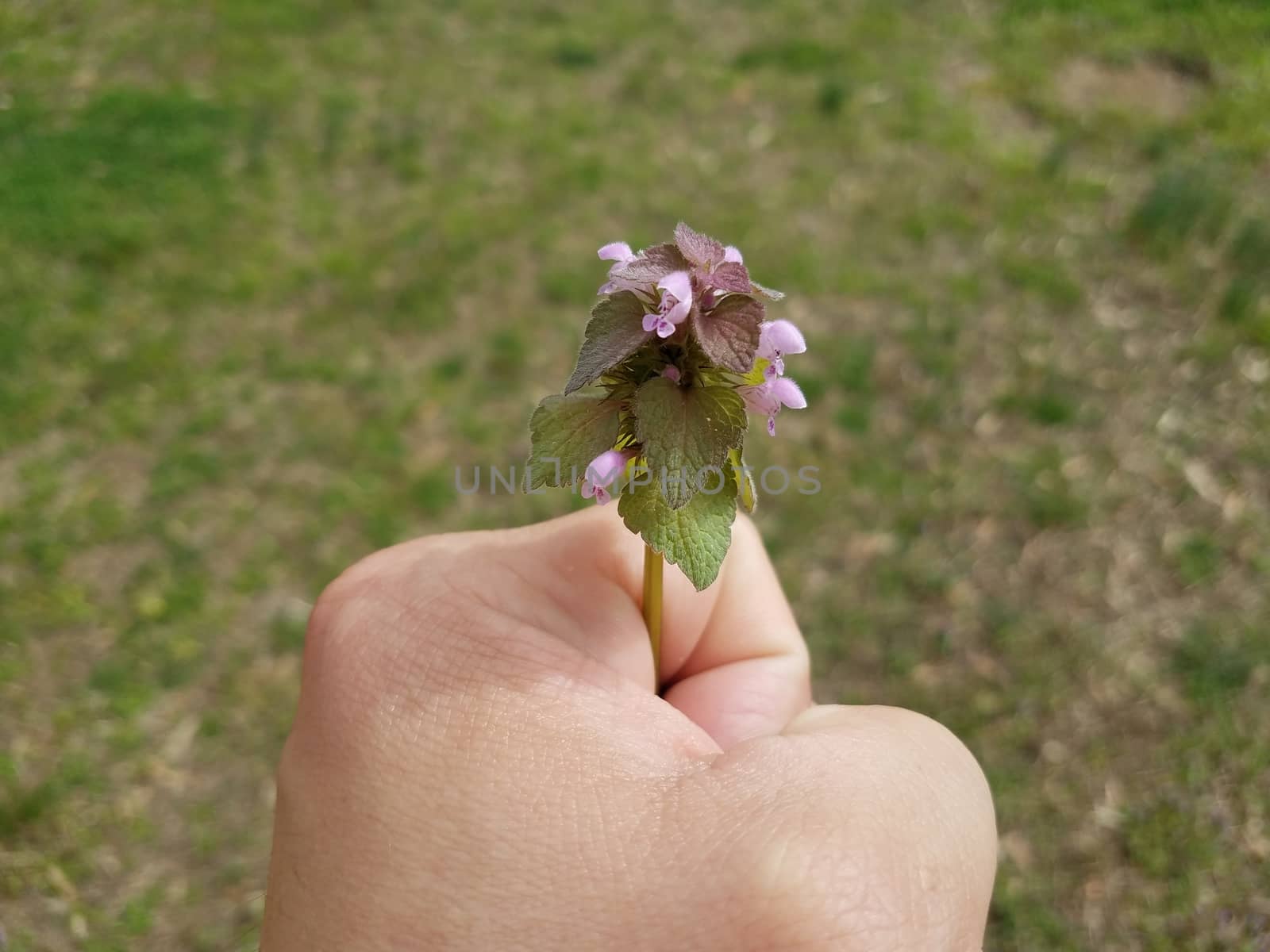 hand or fist holding weed with green leaves and purple flower petals