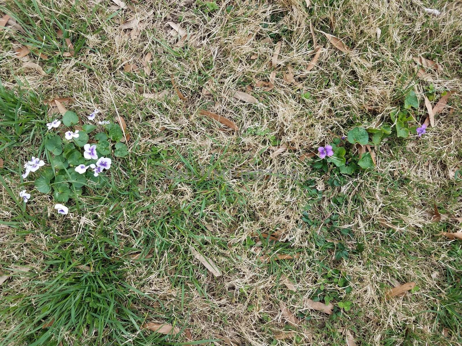 purple and white flower petals and green leaves in the grass or lawn